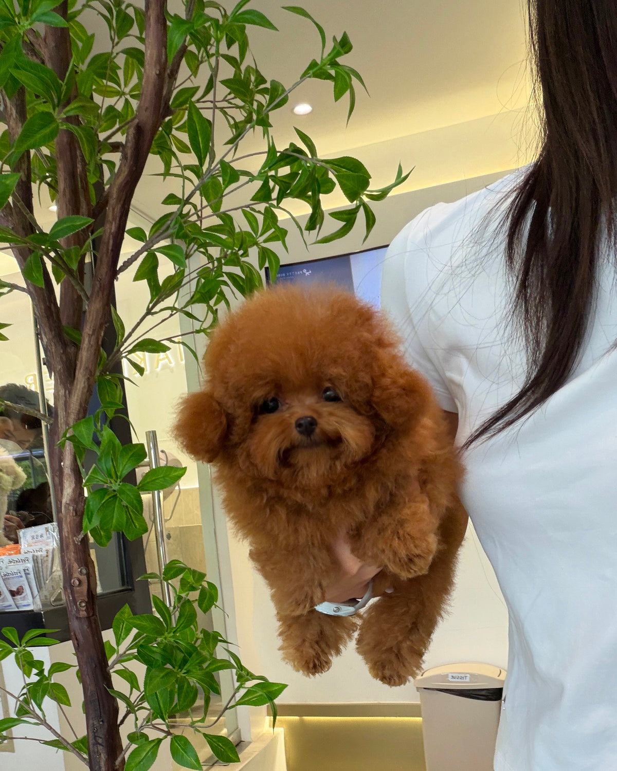 Jhuni - Tiny Poodle (Red : Cebu Branch)