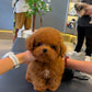 Tannya - Tiny Poodle (Red : Cebu Branch)
