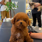 Tannya - Tiny Poodle (Red : Cebu Branch)