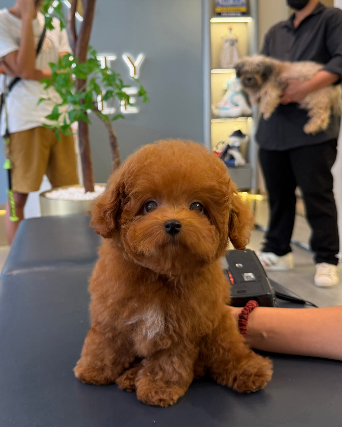 Tannya - Tiny Poodle (Red : Cebu Branch)