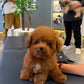 Tannya - Tiny Poodle (Red : Cebu Branch)