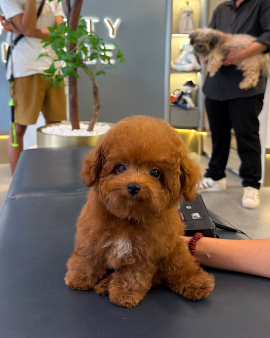 Tannya - Tiny Poodle (Red : Cebu Branch)