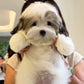 Manny - Coton de Tulear (Parti: Cebu Branch)