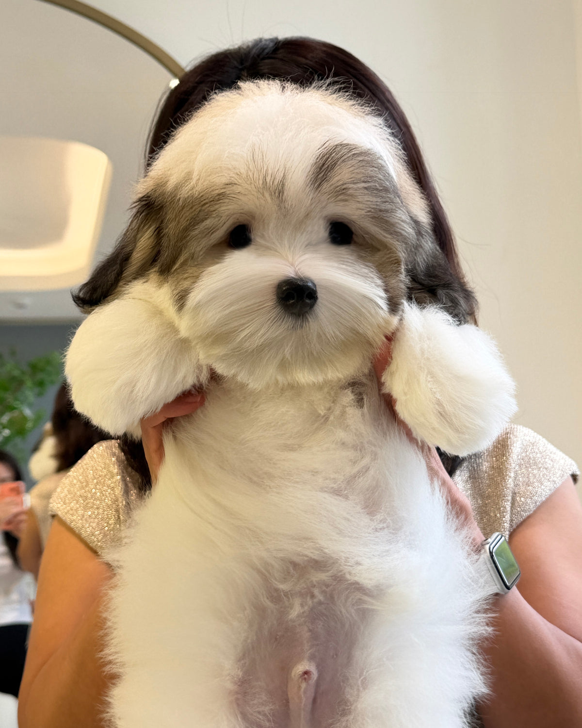 Manny - Coton de Tulear (Parti: Cebu Branch)