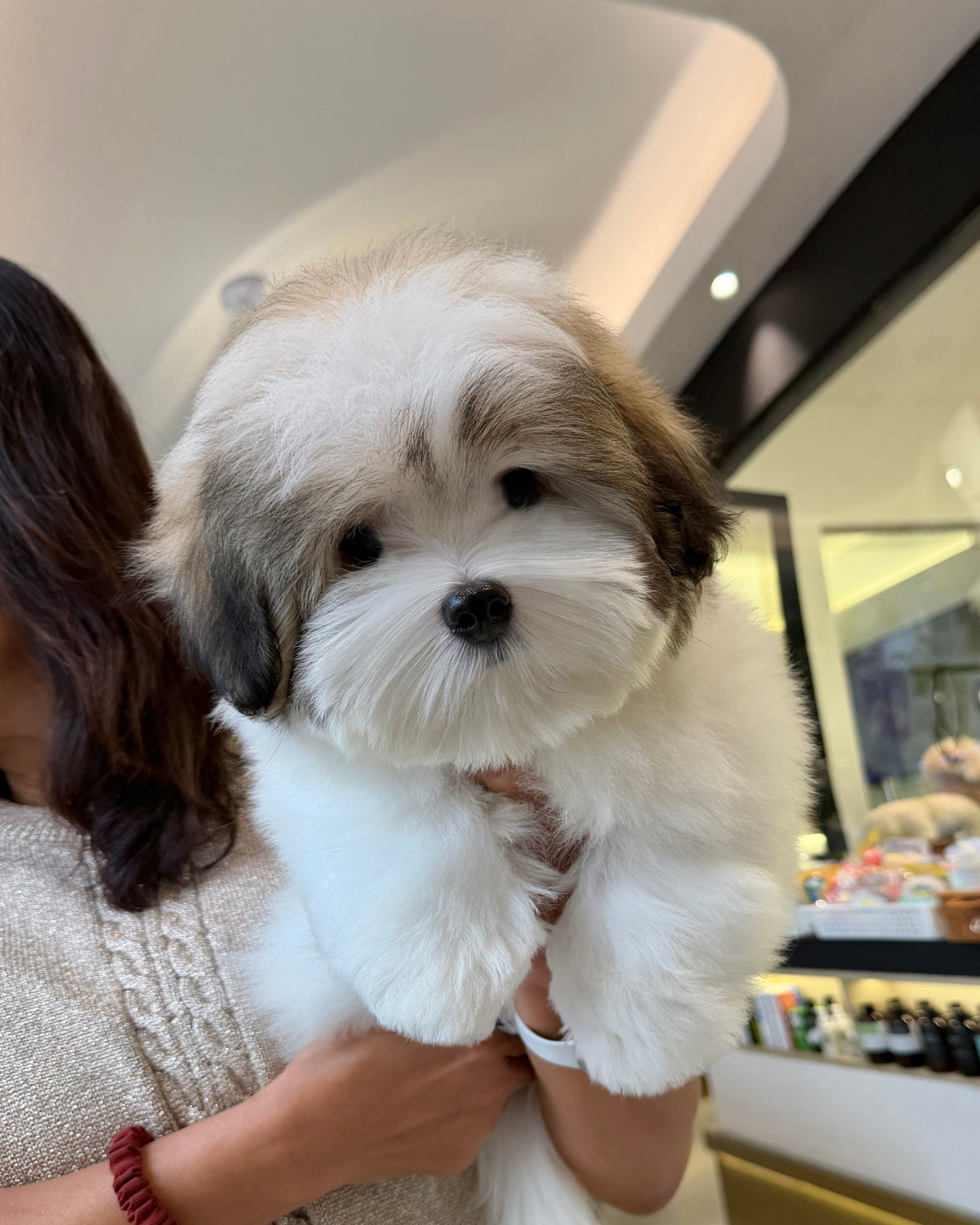 Manny - Coton de Tulear (Parti: Cebu Branch)