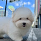 Robert - Coton de Tulear (White)