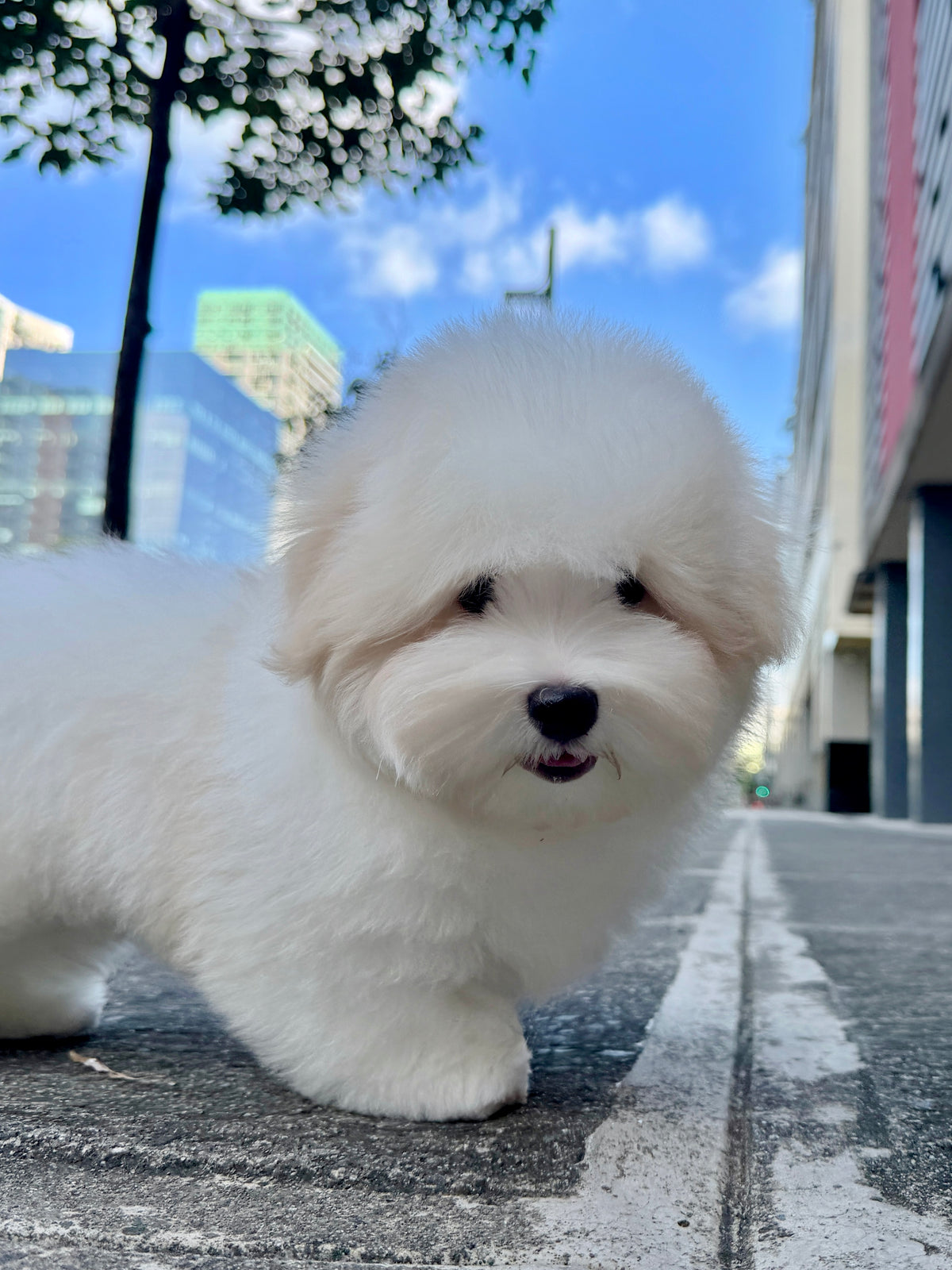 Robert - Coton de Tulear (White)