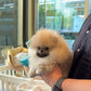 Dong - Pomeranian (Orange Sable)