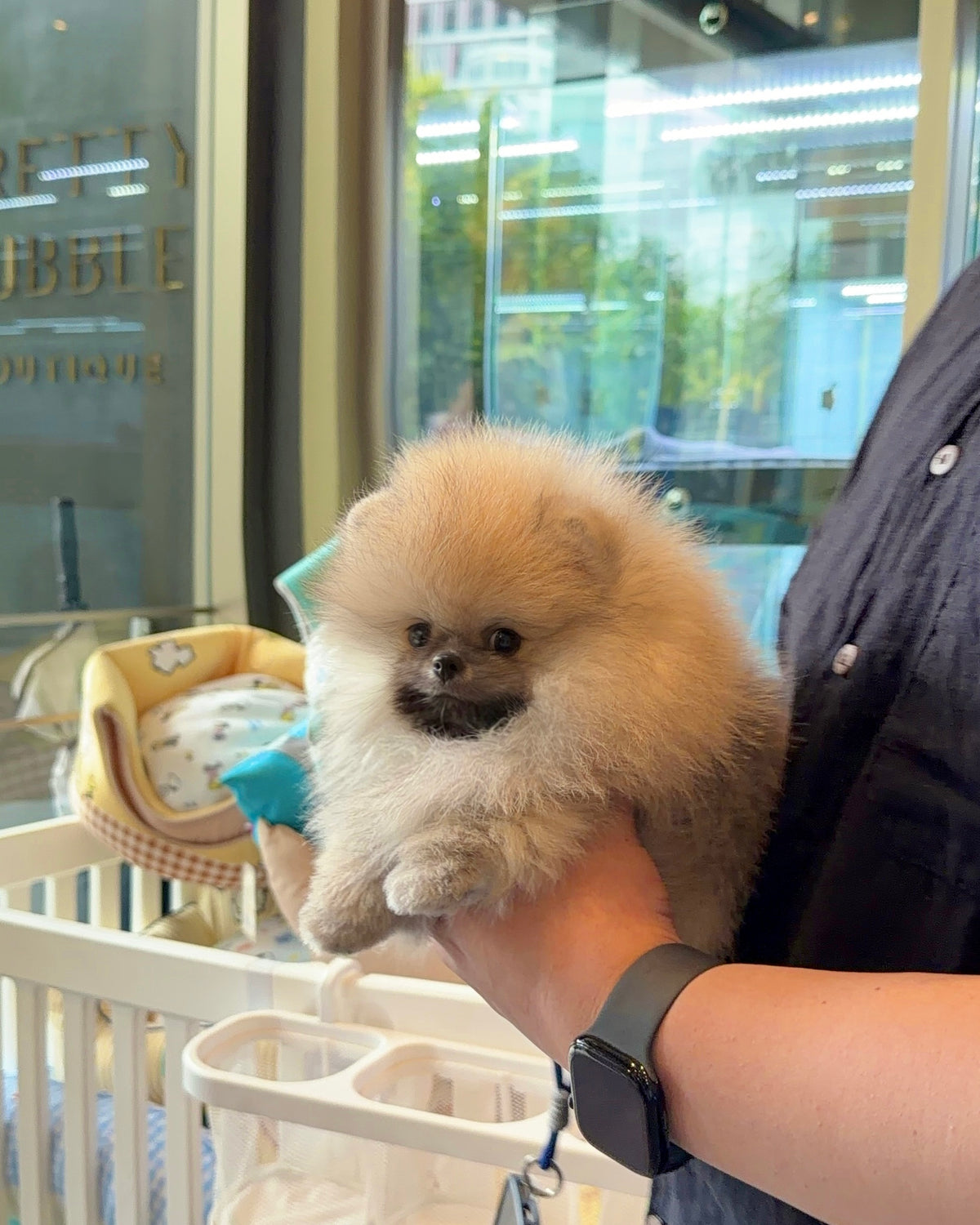 Dong - Pomeranian (Orange Sable)