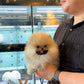 Dong - Pomeranian (Orange Sable)