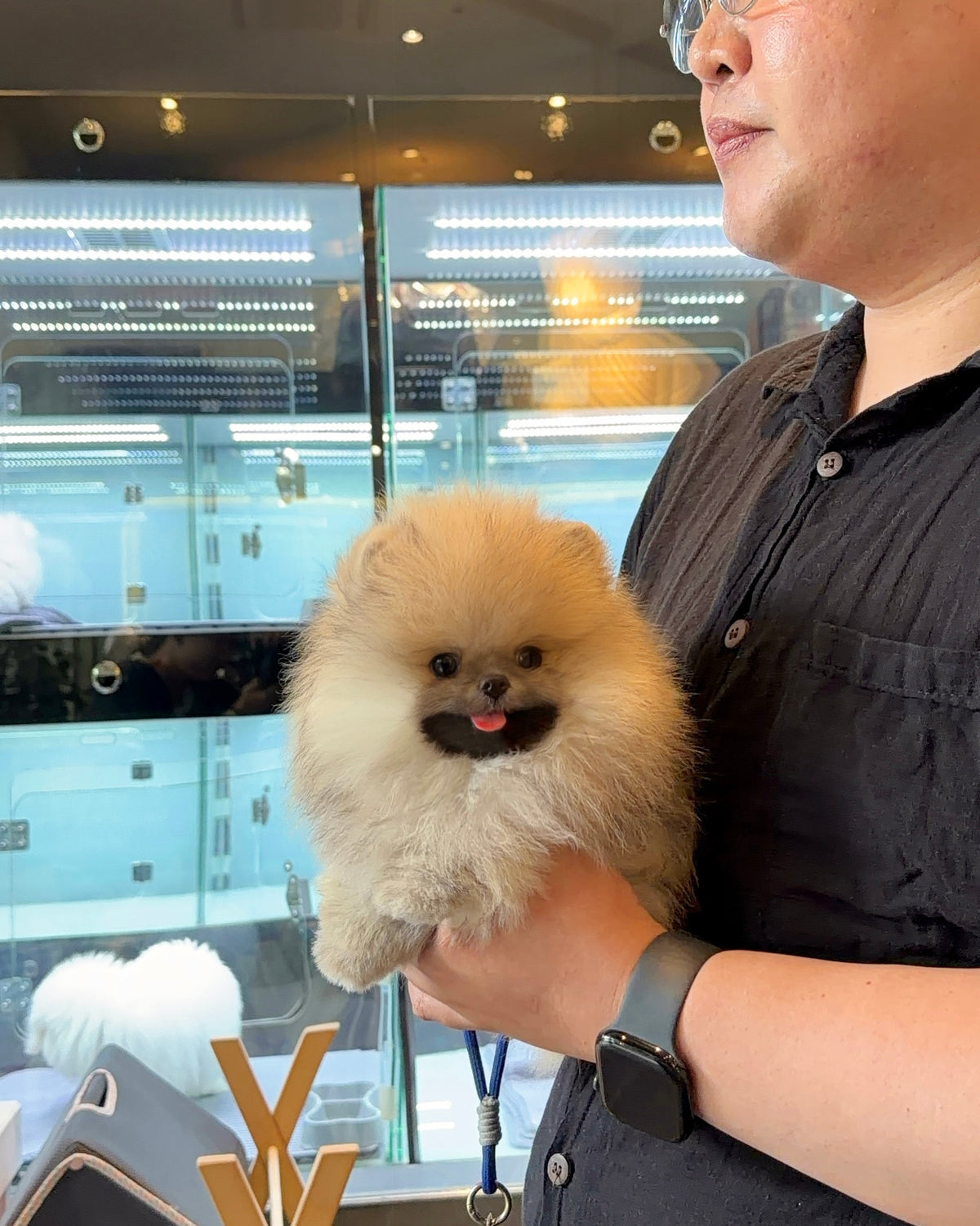 Dong - Pomeranian (Orange Sable)