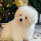 Mica - Coton de Tulear (White)
