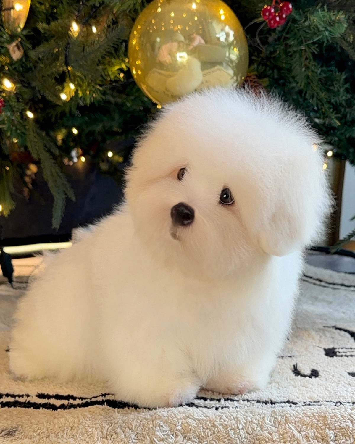 Mica - Coton de Tulear (White)