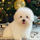 Mica - Coton de Tulear (White)