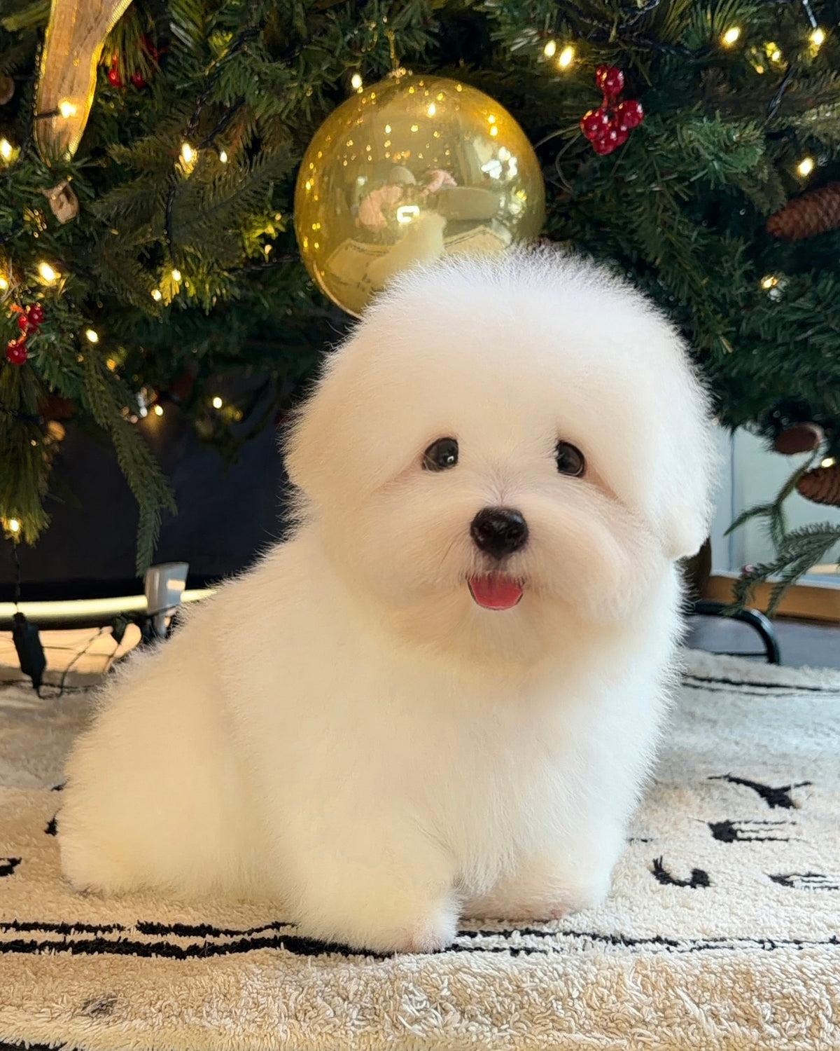 Mica - Coton de Tulear (White)