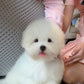 Mica - Coton de Tulear (White)