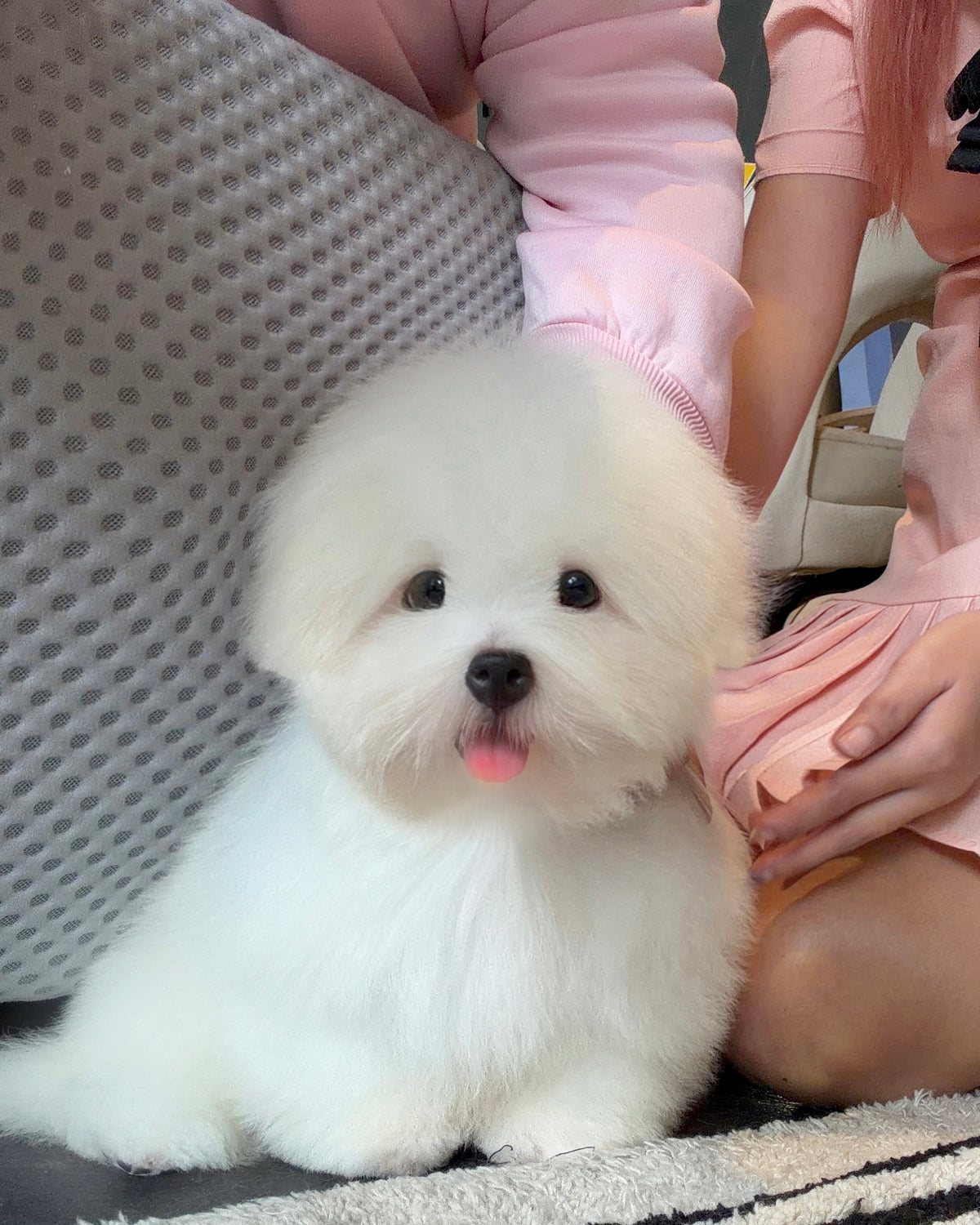 Mica - Coton de Tulear (White)