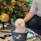 Dexter - Pomeranian (White)