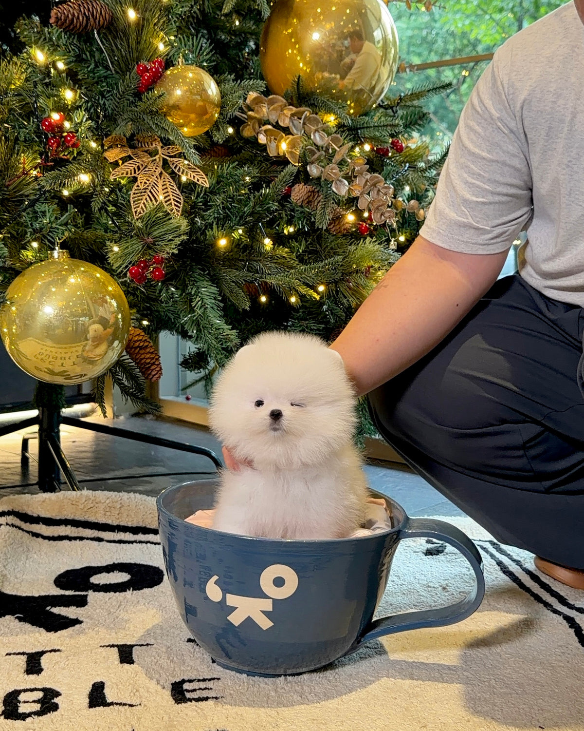 Dexter - Pomeranian (White)