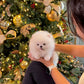 Dexter - Pomeranian (White)