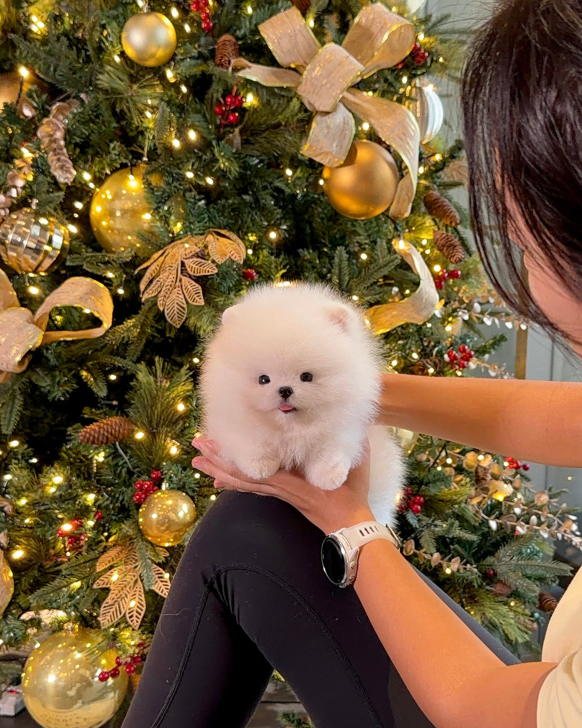 Dexter - Pomeranian (White)