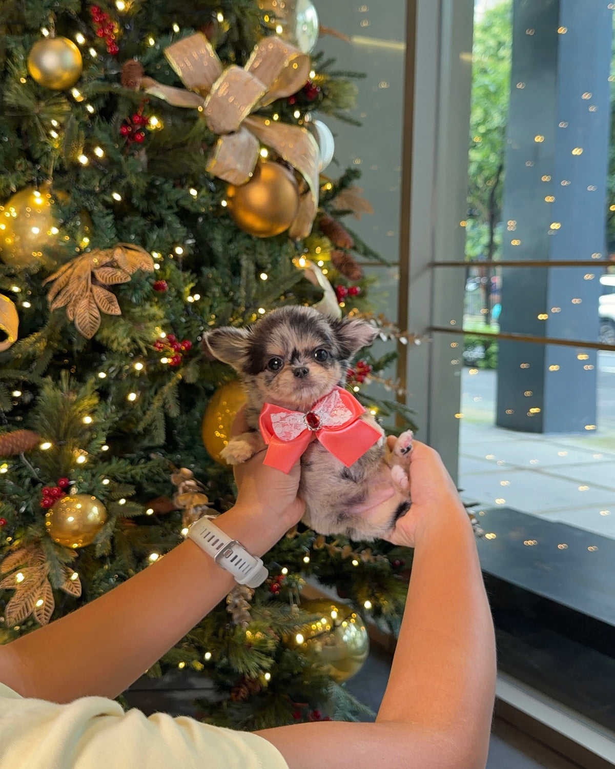 Yannie - Teacup Chihuahua (Blue Merle)