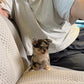 Yannie - Teacup Chihuahua (Blue Merle)