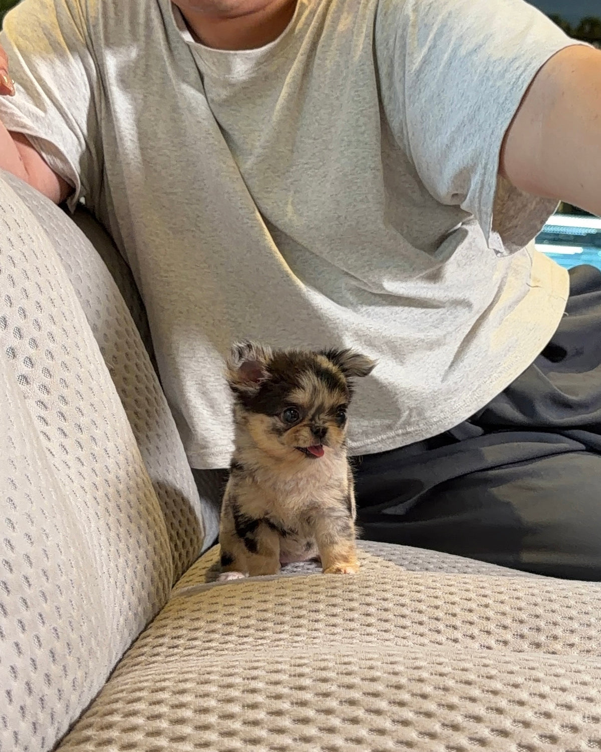 Yannie - Teacup Chihuahua (Blue Merle)