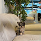 Yannie - Teacup Chihuahua (Blue Merle)
