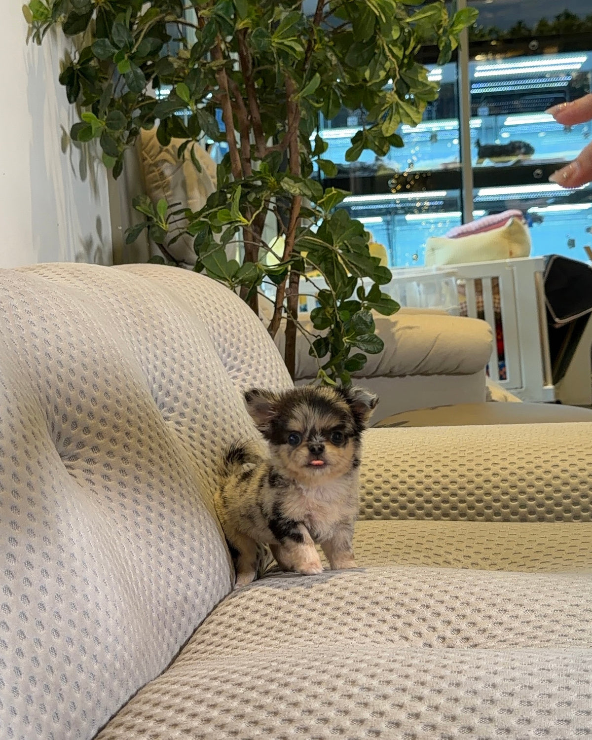 Yannie - Teacup Chihuahua (Blue Merle)