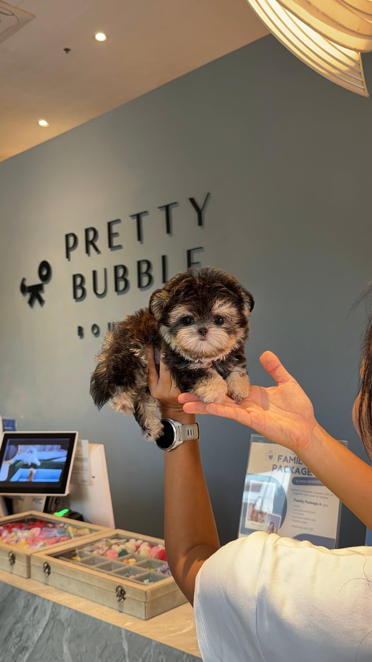 Sage - Teacup Morkie (Black & Tan)