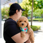 Nuggets - Mini Golden Doodle (Brown)