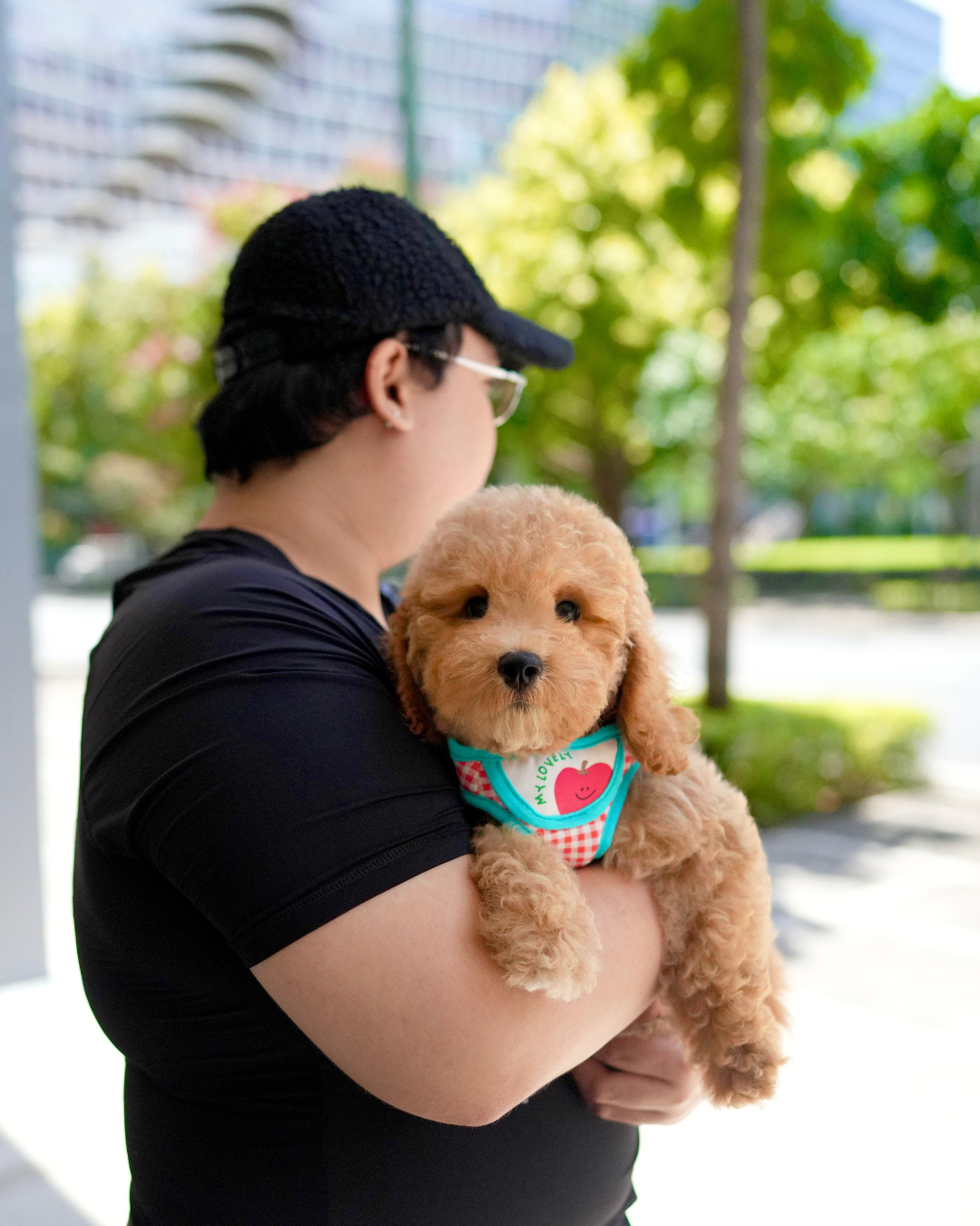 Nuggets - Mini Golden Doodle (Brown)