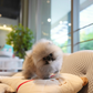 Ivan - Pomeranian (Orange Sable)