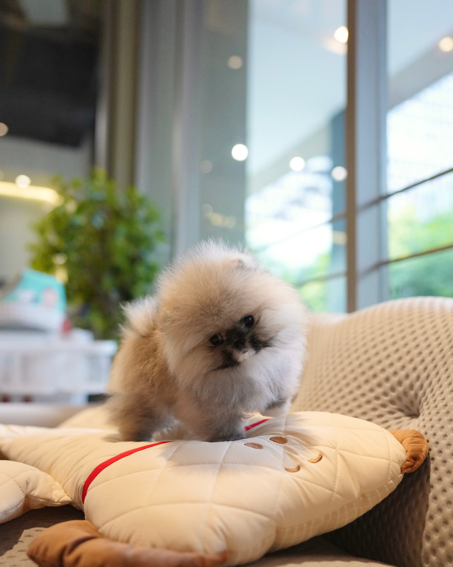 Ivan - Pomeranian (Orange Sable)