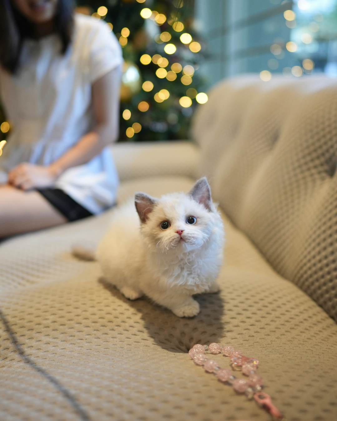 Aliah - Selkirk Munchkin (Silver & White)
