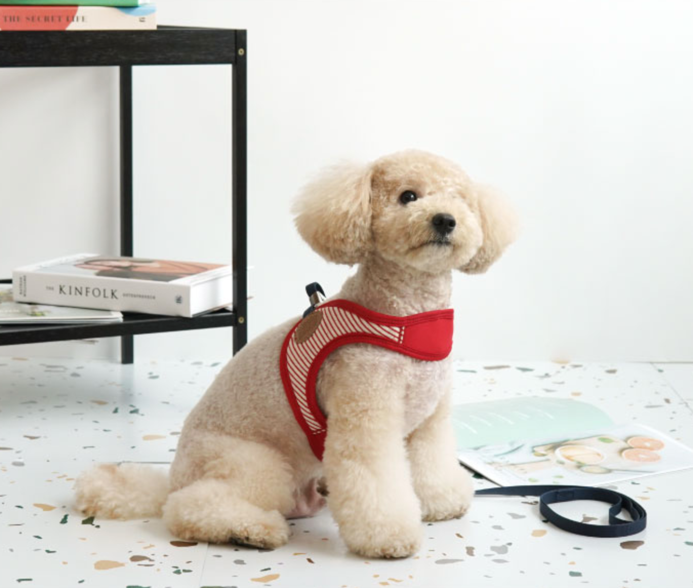 Paris Dog Striped Harness