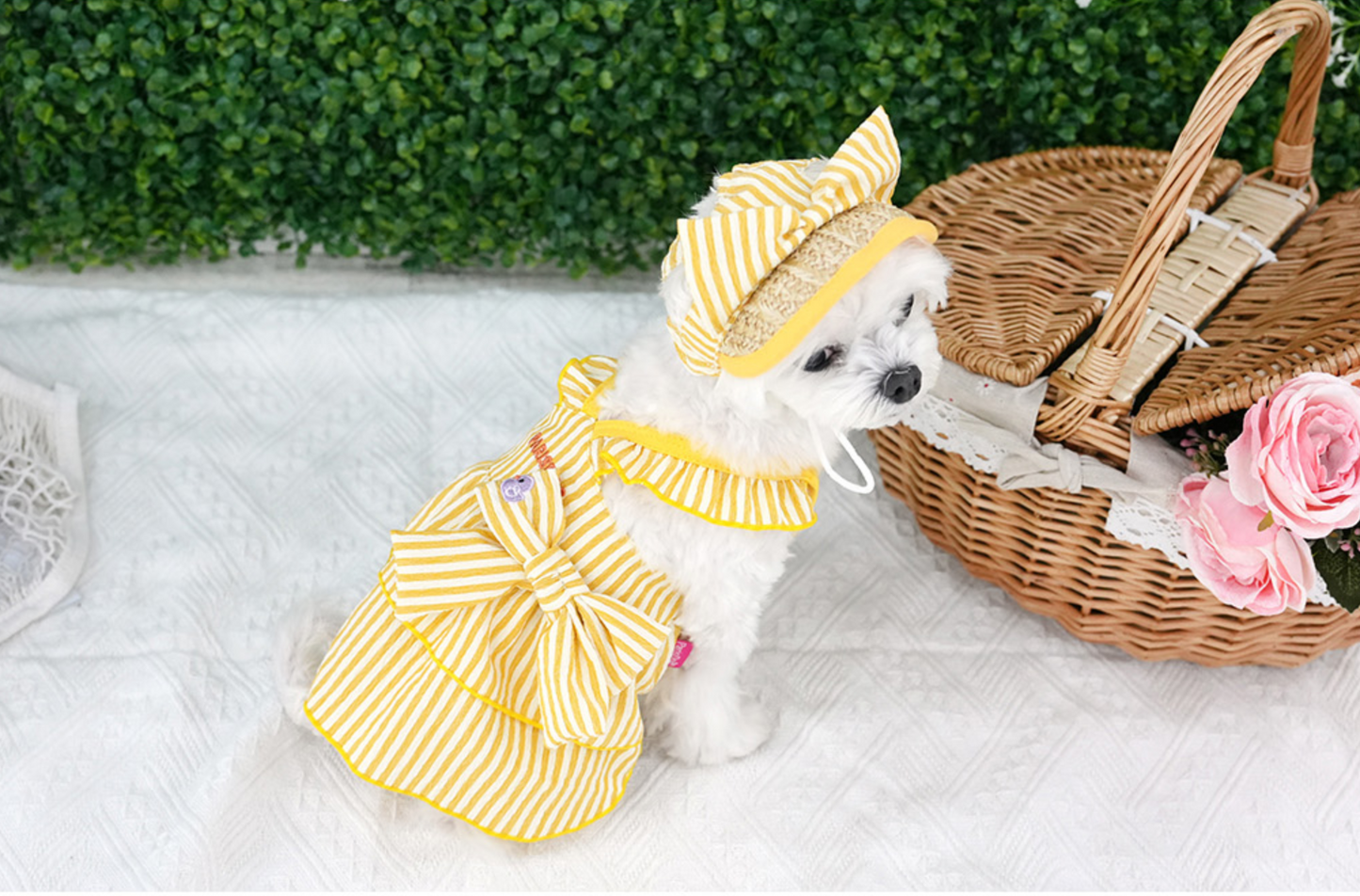 ParisDog Butter Stripe Frill Dress Set