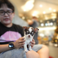 Roxie - Teacup Chihuahua (Parti)