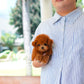 Gingo - Tiny Poodle (Red)