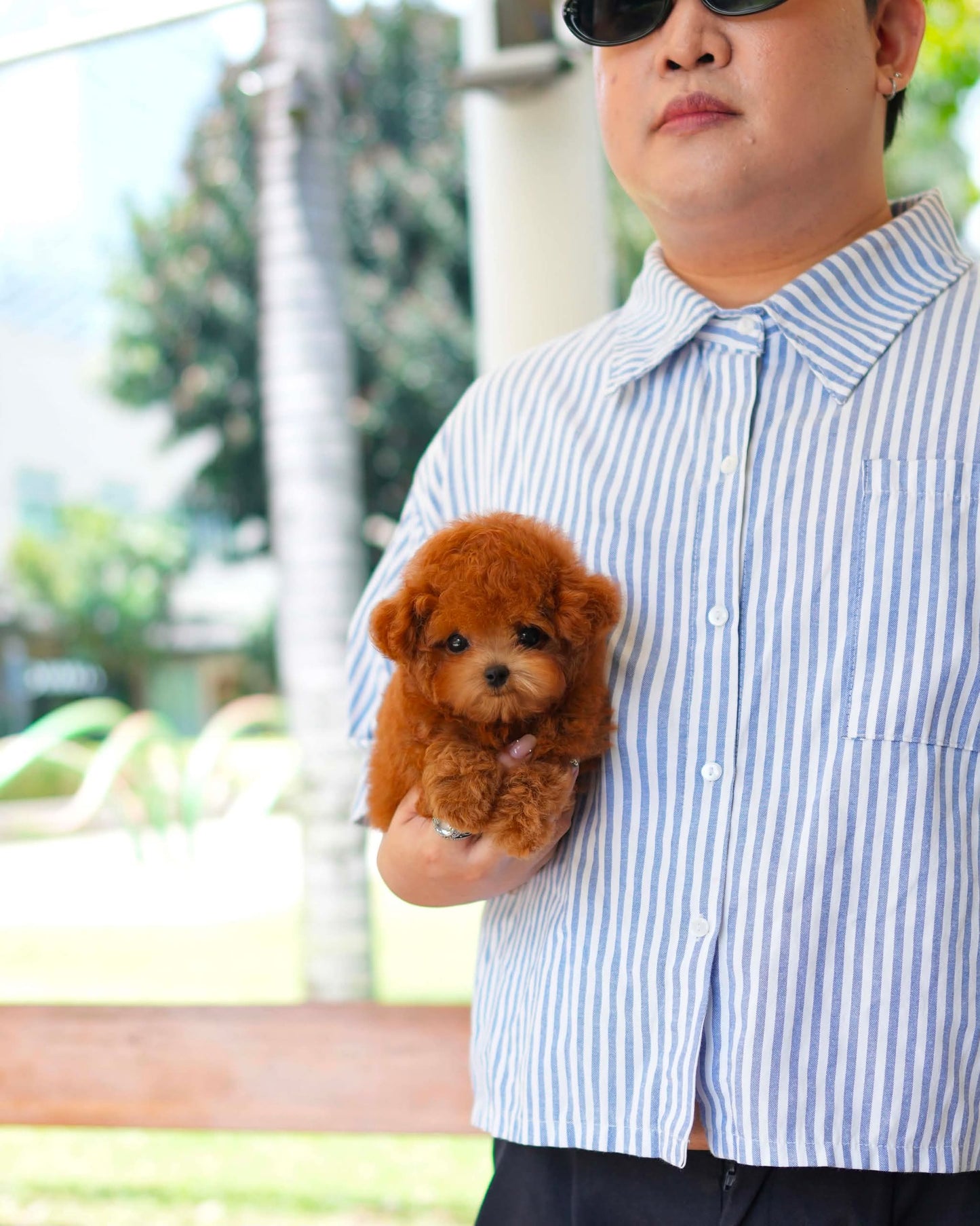 Gingo - Tiny Poodle (Red)