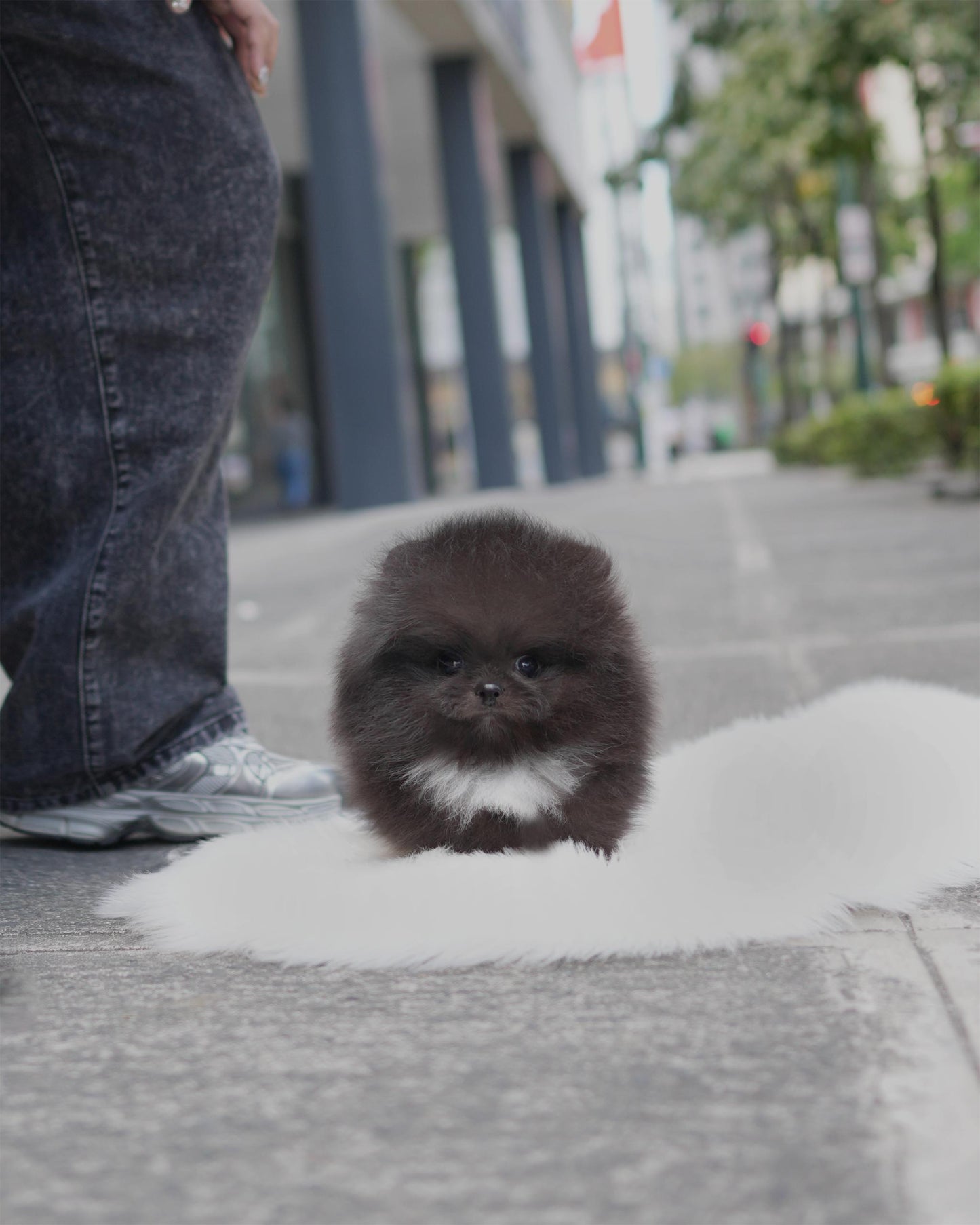 Rigby - Pomeranian (Black)