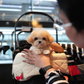 Paolo - Maltipoo (Brown & White)