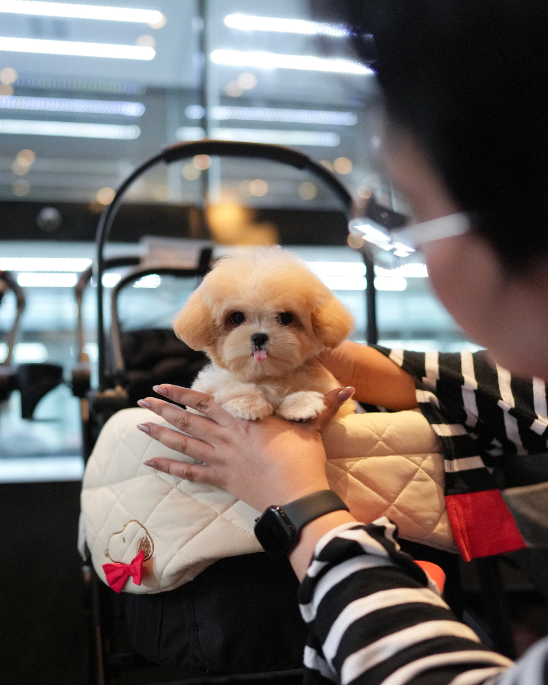 Paolo - Maltipoo (Brown & White)