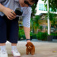 Gingo - Tiny Poodle (Red)