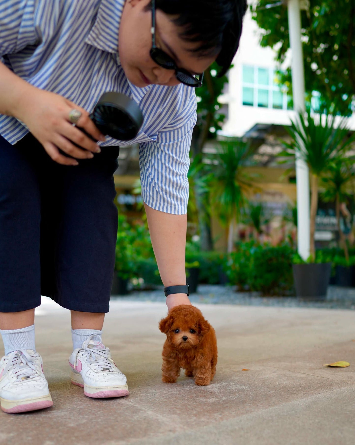 Gingo - Tiny Poodle (Red)