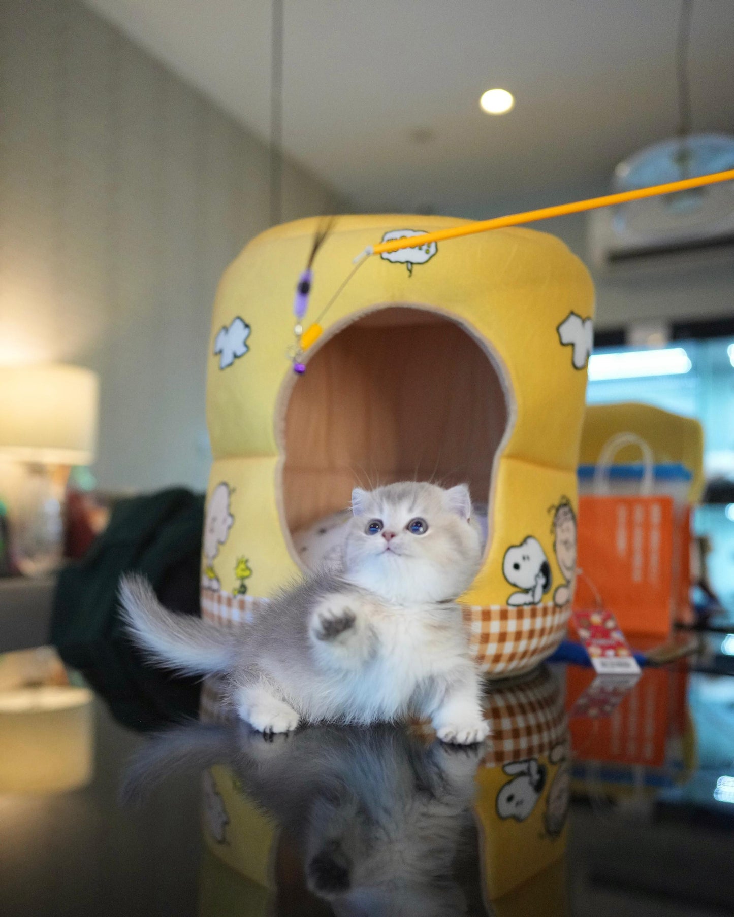 Bailey - Munchkin (Gold & Pink)