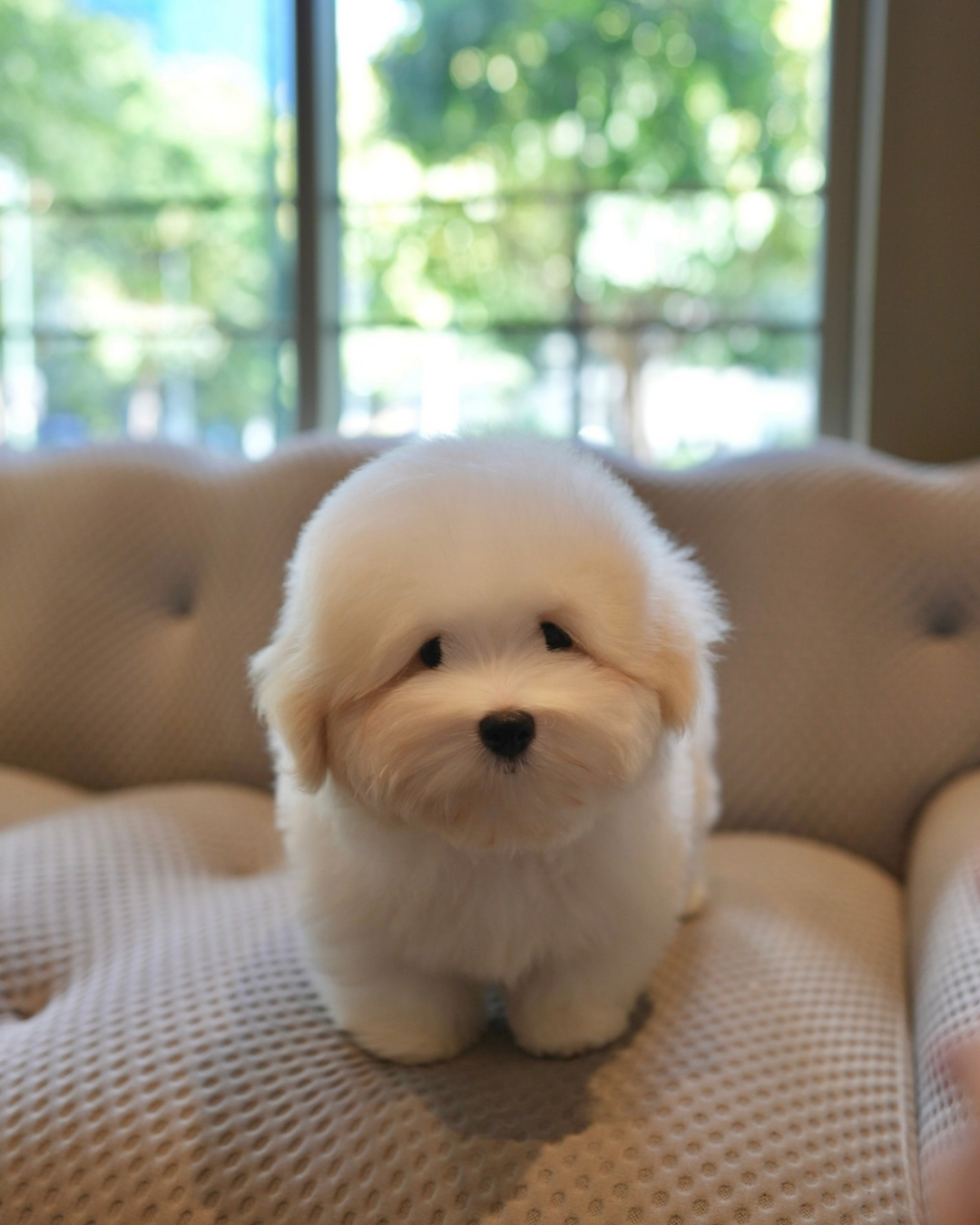 Robert - Coton de Tulear (White)