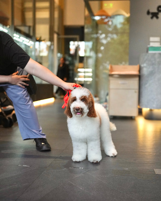 Java - Giant Poodle (Brown & White)