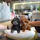 Luna - Tiny Poodle (Silver)